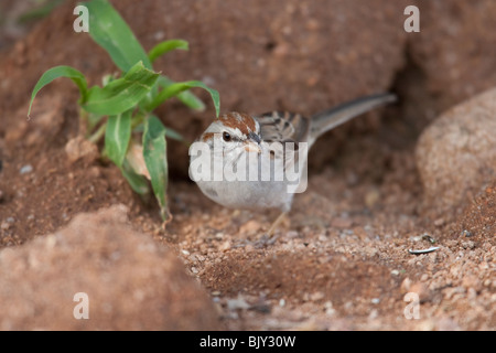 Rufous-winged Sparrow (Aimophila Carpalis Carpalis) Stockfoto