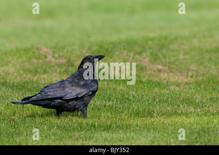 Amerikanische Krähe (Corvus Brachyrhynchos Brachyrhynchos), juvenile mustert einen großen Fehler. Stockfoto