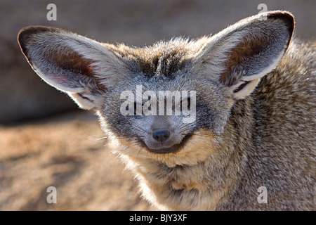 Hieb-eared Fuchs Otocyon megalotis Stockfoto