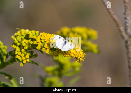 Karierte White Butterfly (Pontia Protodice) Stockfoto