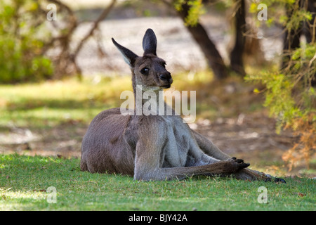 Westliche graue Känguru (Macropus Fuliginosus) ausruhen im Schatten in der Hitze des Tages Stockfoto