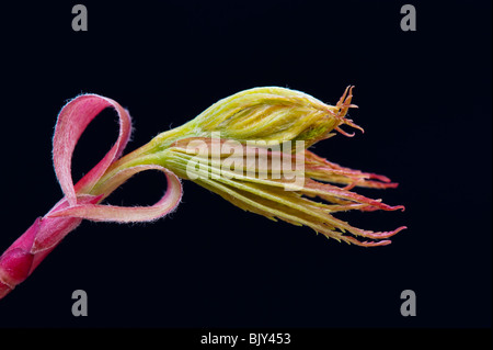 Acer Palmatum, Sago Kuku, abstrakte vor schwarzem Hintergrund Stockfoto