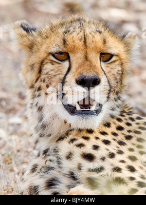 Gepard-Portrait Stockfoto