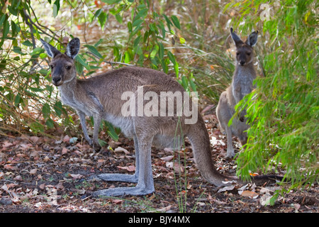 Westliche graue Känguru (Macropus Fuliginosus) ausruhen im Schatten in der Hitze des Tages Stockfoto