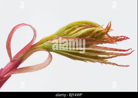 Acer Palmatum Sago Kuku, verlässt japanischer Ahornbaum entstehen im Frühjahr vor einem weißen Hintergrund Stockfoto