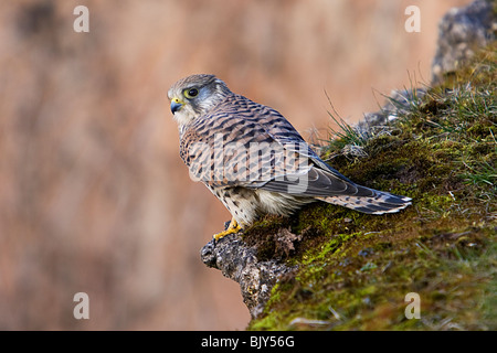 Gemeinsamen Kestrel Falco Tinnunculus Hawk Falke Stockfoto