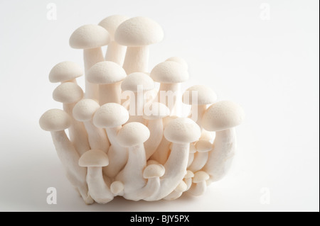 Exotische Shimenji japanische Pilze schließen sich in Studioumgebung Stockfoto