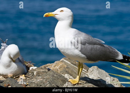 Nahaufnahme eines Paares der Möwe stehend auf einem Felsen am Meer Stockfoto