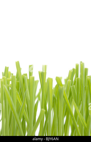 Grasgrün Nahaufnahme Stockfoto
