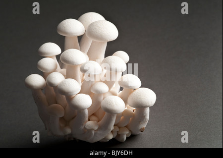 Exotische Shimenji japanische Pilze schließen sich in Studioumgebung Stockfoto