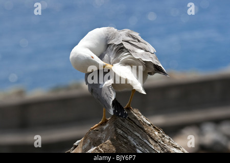 Möwe stehend auf einem Felsen am Meer Stockfoto