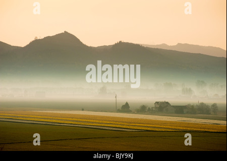 Einem frühen Frühlingsmorgen im Skagit Valley. Narzissen Felder und Morgennebel prägen die Landschaft kurz vor Sonnenaufgang. Stockfoto
