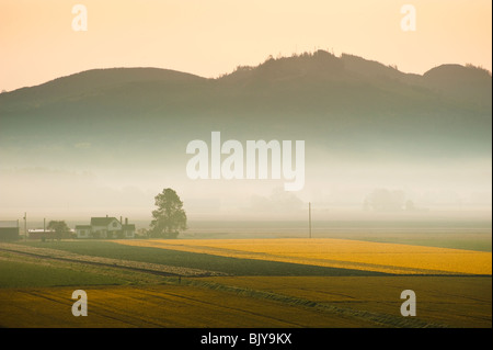 Einem frühen Frühlingsmorgen im Skagit Valley. Narzissen Felder und Morgennebel prägen die Landschaft kurz vor Sonnenaufgang. Stockfoto
