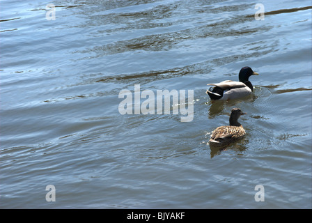 Drake und Henne Mallard Enten am Gewässerrand. Am Finger Lakes Zugroute. Stockfoto