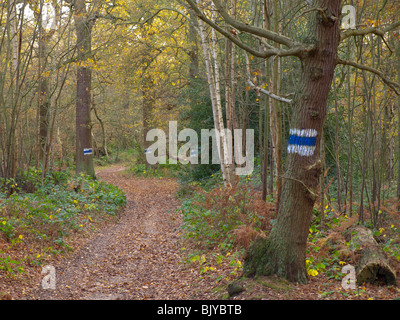 Bridlepath Markierungen an Bäumen in Petts Wood, Bromley, London, England, UK Stockfoto