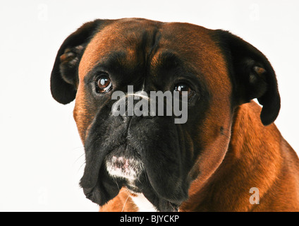 Kopf geschossen, die neugierig verspielt Gesichtsausdruck der braune Boxer Hund mit schwarzer Maske über Gesicht und Augen und weiße Markierung zeigt. Stockfoto
