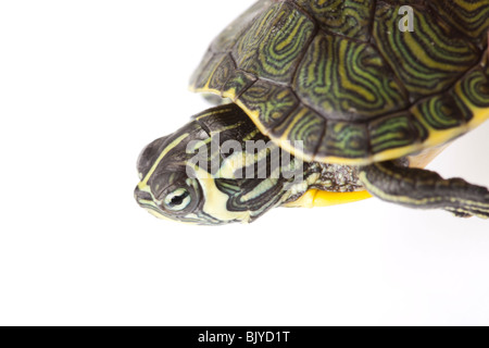 Schildkröte zu Fuß vor einem weißen Hintergrund Stockfoto