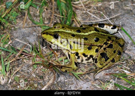 Essbare Frosch (außer kl. Esculentus / Rana kl. Esculenta) an Land auf See Stockfoto