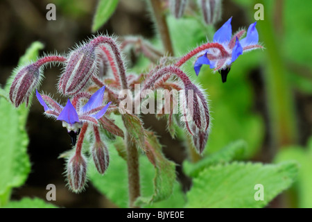 Borretsch / Starflower (Borrango Officinalis) blüht im Frühjahr Stockfoto