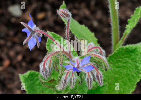 Borretsch / Starflower (Borrango Officinalis) blüht im Frühjahr Stockfoto