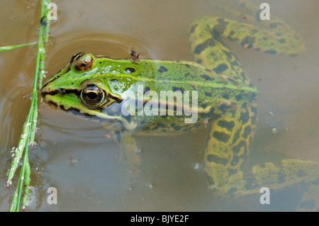 Essbare Frosch (außer kl. Esculentus / Rana kl. Esculenta) schwebend in Teich Stockfoto