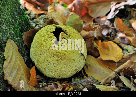 Gemeinsame Earthball Pilz / Schweinehaut vergiften Puffball (Sklerodermie Citrinum / Sklerodermie Aurantium) bricht die Sporen freigeben Stockfoto