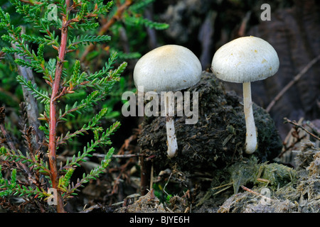 Dung Roundhead / Halfglobe Pilz / hemisphärische Träuschling (Protostropharia Semiglobata / Psilocybe Semiglobata) Stockfoto