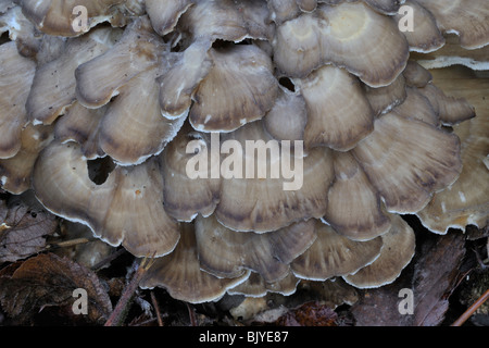 Henne der Wälder / Henne des Waldes / Widderkopf / Schafskopf (Grifola Frondosa) Stockfoto