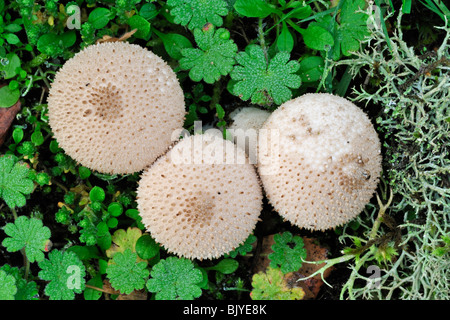 Gemeinsamen Puffball / gewarzt Puffball / Edelstein besetzte Puffball / Teufels Dose (Lycoperdon Perlatum / Lycoperdon Gemmatum) Stockfoto