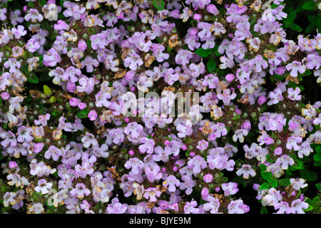 Zitronenthymian (Thymus Citriodorus), Belgien Stockfoto