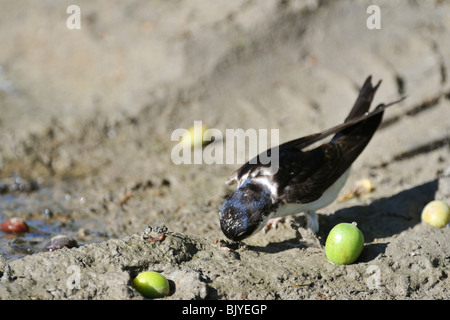 Gemeinsamen Mehlschwalbe (Delichon Urbicum / Delichon Urbica) Schlamm für den Nestbau zu sammeln Stockfoto