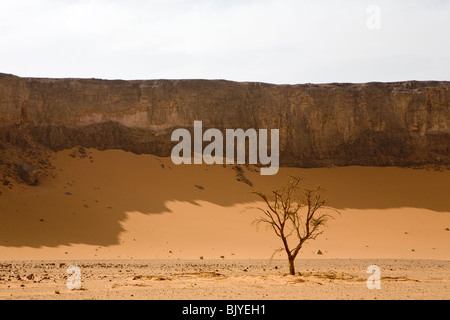 Einzelner Baum auf Wüstenboden vor geblasenen Sand Aufbau einer Düne gegen Böschung, Gilf Kebir, westliche Wüste, Ägypten Stockfoto