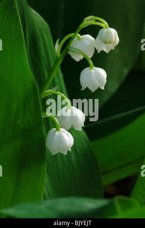 Lilie des Tales / Lily of the Valley (Convallariaarten Majalis) in Blüte im Frühjahr Stockfoto