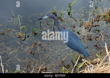 ein wenig Blue Heron in Florida USA Stockfoto