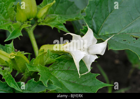 Thorn Apple / Jimson Unkraut / Posaune Engels / Teufels Unkraut (Datura Stramonium) in Blüte Stockfoto