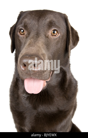 Isolierte Schuss von einem lächelnden Chocolate Labrador Stockfoto