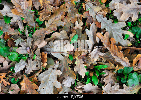 Englische gefallen / Pedunculate Eiche (Quercus Robur) verlässt auf dem Waldboden im Herbst, Belgien Stockfoto