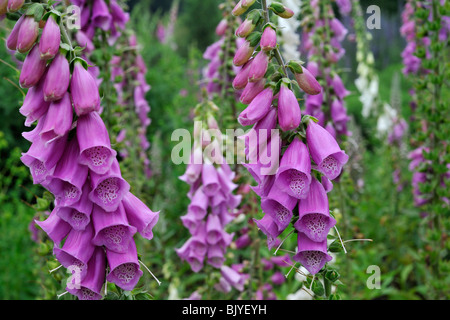 Gemeinsamen Fingerhut / lila Fingerhut / Damenhandschuh (Digitalis Purpurea), Belgien Stockfoto