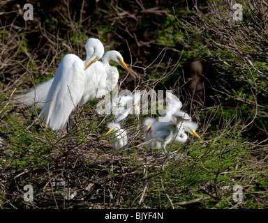 Amerikanische Reiher, Casmerodius Albus Egretta mit Küken Stockfoto