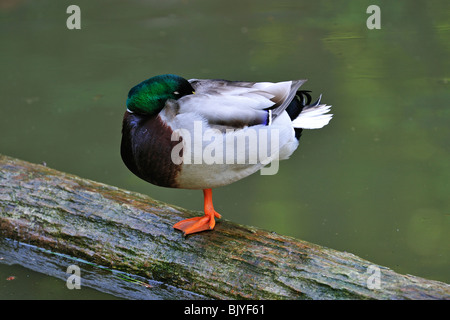 Stockente / Stockente (Anas Platyrhynchos) schlafen auf Log in Teich mit Kopf unter dem Flügel versteckt Stockfoto