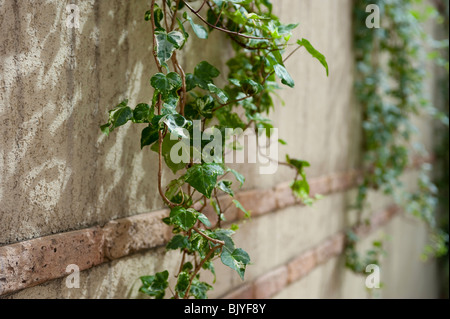 Ivy Leves an Wand Stockfoto