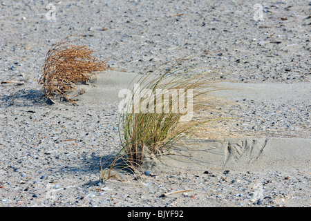 Wind, Sand Grate bilden / wegweisende Dünen hinter Dünengebieten Grass (Ammophila Arenaria) am Strand, Belgien Stockfoto