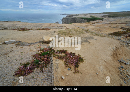 Wiederherstellung der zertrampelt Vegetation von Touristen oben auf den Klippen an der Wild Coast / Côte Sauvage, Bretagne, Frankreich Stockfoto