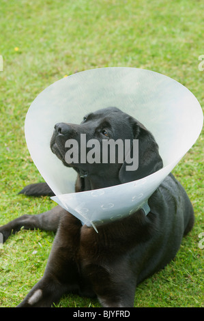 Labrador mit Schutzkragen - Johannes Gollop Stockfoto