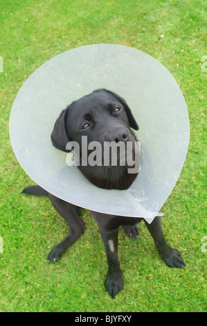 Labrador mit Schutzkragen - Johannes Gollop Stockfoto