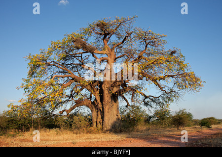 Afrikanische Baobab-Baum (Affenbrotbäume Digitata), Südliches Afrika Stockfoto
