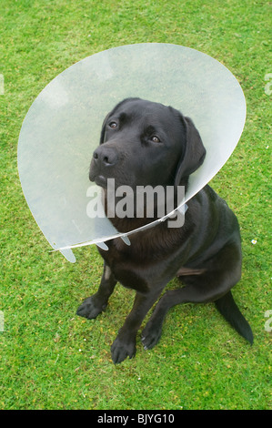 Labrador mit Schutzkragen - Johannes Gollop Stockfoto