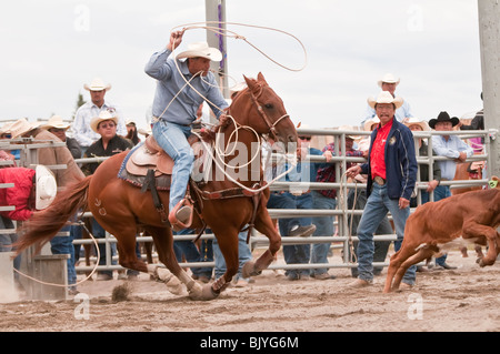 Kalb roping im T'suu Tina Rodeo, Bragg Creek, Alberta, Kanada Stockfoto