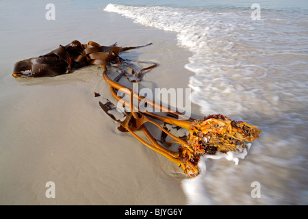 Seetang Pflanze (Ecklonia Maxima) ausgewaschen an einem Sandstrand, Südafrika Stockfoto