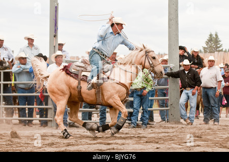 Kalb roping im T'suu Tina Rodeo, Bragg Creek, Alberta, Kanada Stockfoto